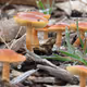A Micro Universe