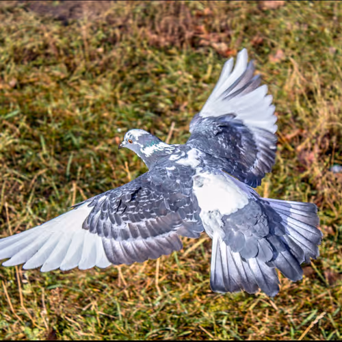 a pigeon flying nearby