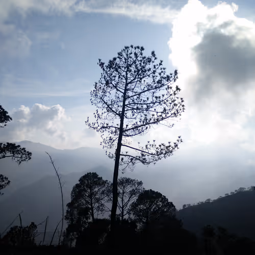 Observations # 1 ( A Pine Tree)