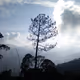 Observations # 1 ( A Pine Tree)