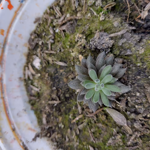 A Small Garden