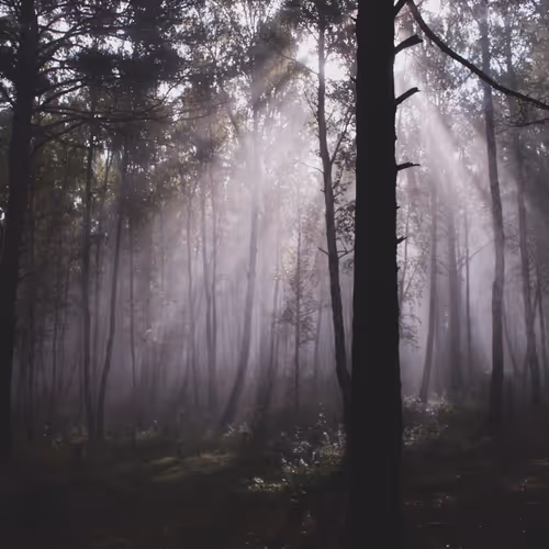 A stressful, surreal fog