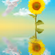 A Sunflower for Ukraine