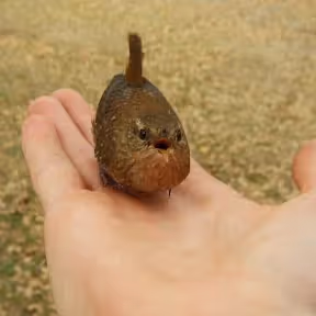 A bird in the hand is worth two in the bush