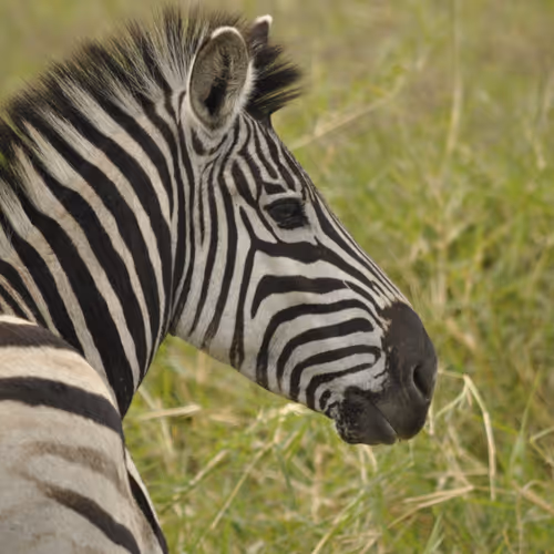 A Bit Of South Africa