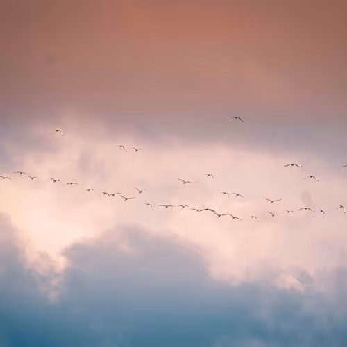 Abstract by NP