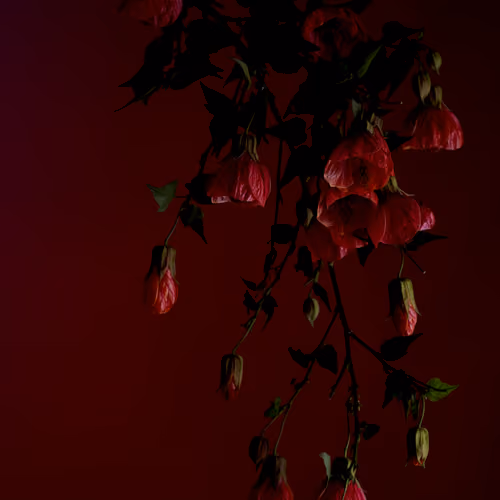 Abutilon Flower