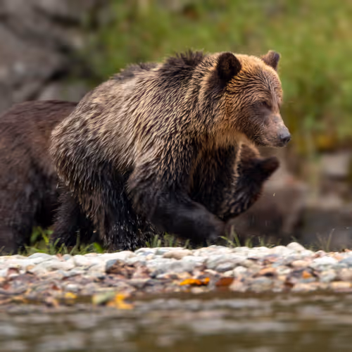 A Chad Lund Collection - Wildlife