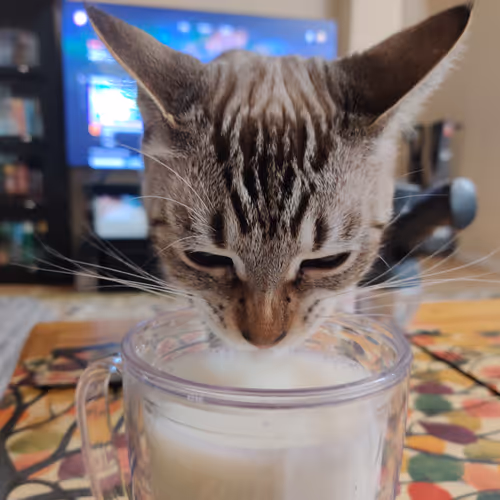 Animal Defense League - Charity and Community Fundraiser