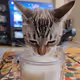 Animal Defense League - Charity and Community Fundraiser