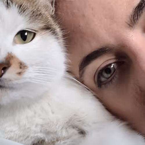 Adventures with cats