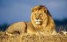 Africa lion