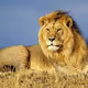 Africa lion
