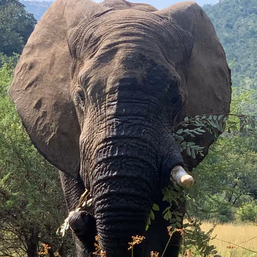 African Elephants #1