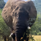 African Elephants #1