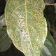 african medicinal plants