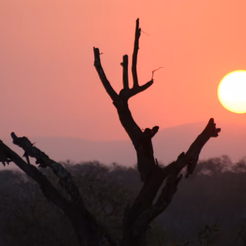 African Plains