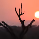 African Plains