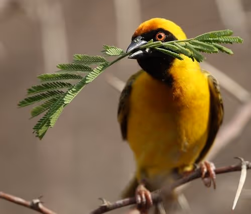 African  SuperTreasure