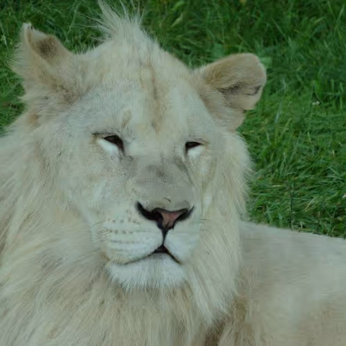 African Wild Animals