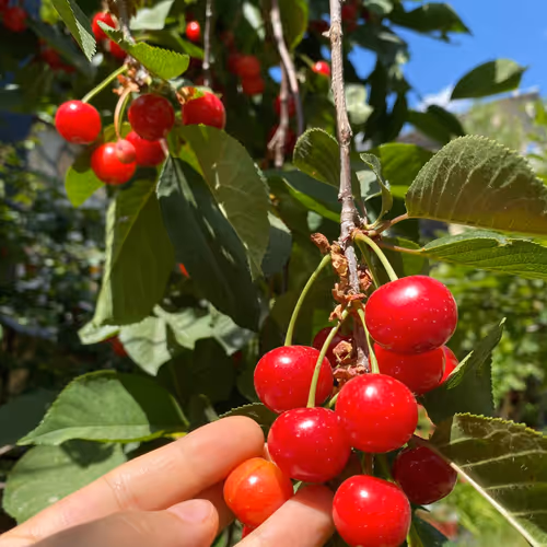 After Harvest