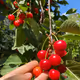 After Harvest