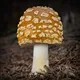 Agarics