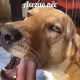 ahegao dog