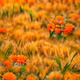 AI Flowers, Flora, and Fields