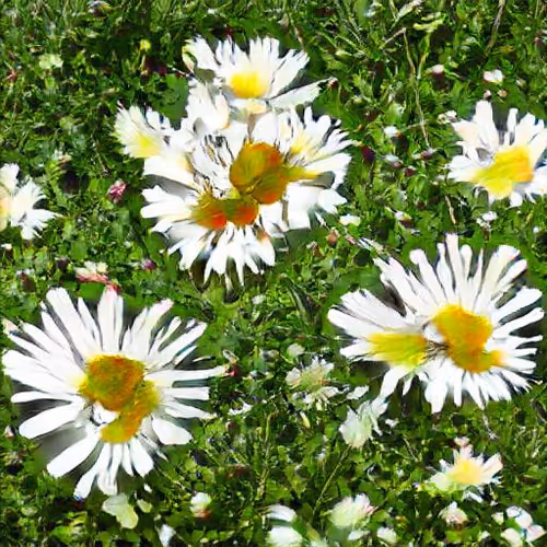 AI Generated Daisies