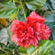 AI reimaining of Hibiscus rosa-sinensis