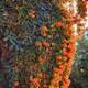 AI reimaining of Pyrostegia venusta
