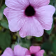 AI reimaining of the flowers of Thunbergia alata