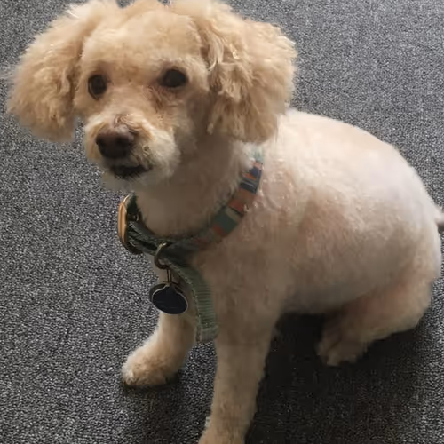 Air Racing | Reno | 2002