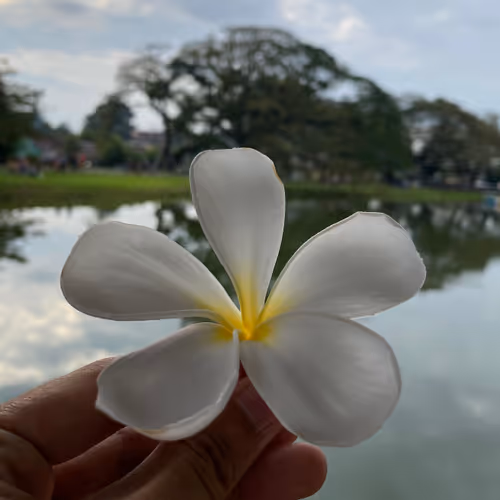 ajak_raingers Collection