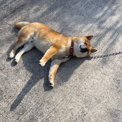 AKIRA2011 Collection