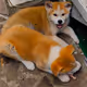Akita Inu Puppies 001