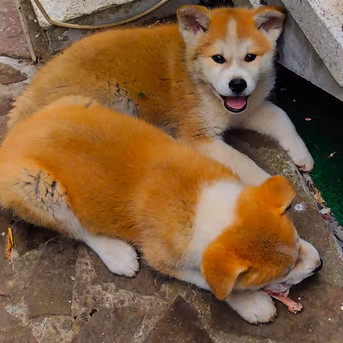Akita Inu Puppies 001