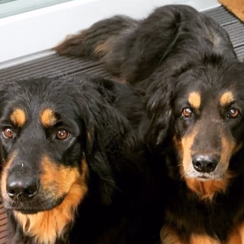 Dogs Alice&Malu