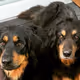Dogs Alice&Malu