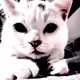 Alien.cat