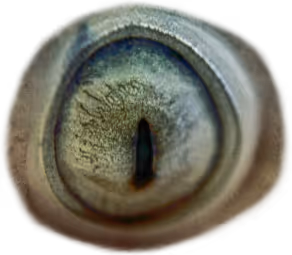 Alien Influence, NOT A.I.