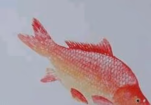 alive-fish-draw