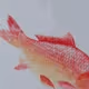 alive-fish-draw