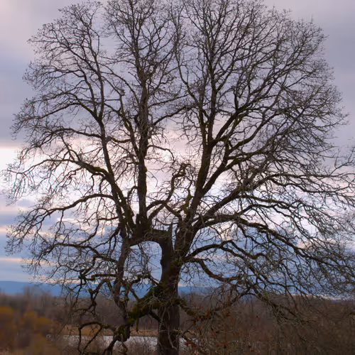 All Things Nature 101
