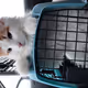 Almond the Cat - old