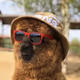 Alpaca in sunglasses - old