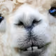 Alpaca Luvz U