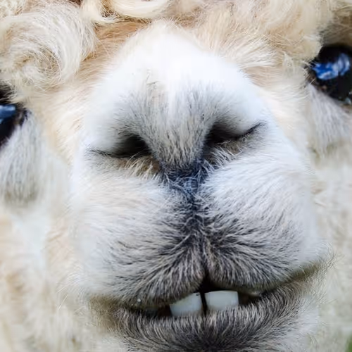 Alpaca Luvz U
