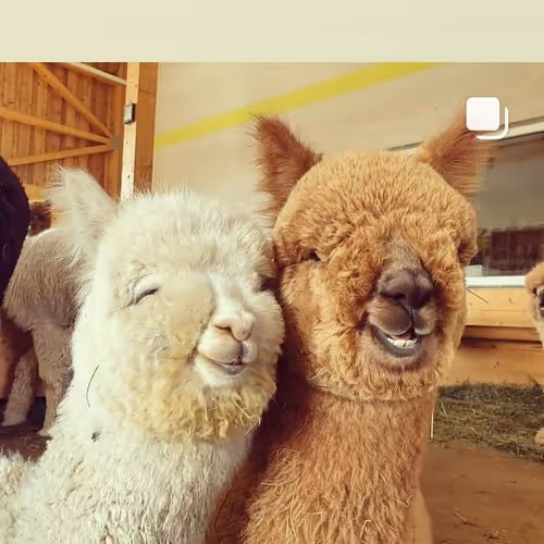 Alpaca  Sweet